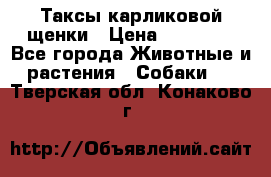 Таксы карликовой щенки › Цена ­ 20 000 - Все города Животные и растения » Собаки   . Тверская обл.,Конаково г.